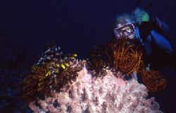 Night diving in the Bismark Sea off New Britain - Papua N... by Jerry Hamberg 